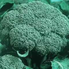 Organic Heirloom Broccoli Seeds - Green Sprouting Calabrese - 500 Seeds - Brassica oleracea