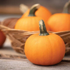 Wee-B-Little Pumpkin Seeds for Planting, 30 Seeds, Miniature Variety, Cucurbita pepo