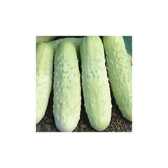 Cucumber Seeds - White Wonder Variety - Fresh Seeds - Cucumis sativus - Heirloom Vegetable Garden Seeds