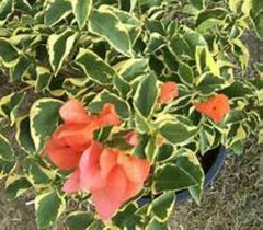 Orange Ice Variegated Bougainvillea Starter Plant - Well Rooted Bougainvillea (Bougainvillea glabra) Plug Plant