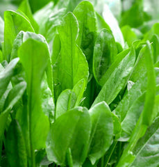 Large Leaf Sorrel Seeds | Roselle Sour Asian Jamaican Rau Chua Herb Seed | 2025