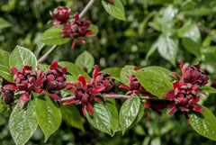 Sweetshrub Seedlings for Planting, 3-inch Pots, Fragrant Flowers, Calycanthus floridus