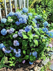 Blue Hydrangea Cuttings - 10 Unrooted Cuttings 8" to 10" Long - Hydrangea macrophylla