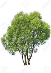 Aussie Hybrid Willow Tree Cuttings, 12 Pieces, Fast Growing, Privacy and Shade - Salix spp.