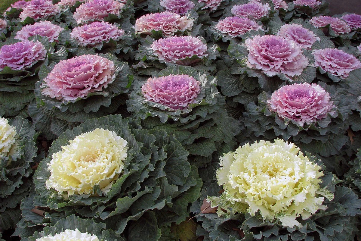 Ornamental Kale Seeds - 100 Non-GMO Heirloom - Vibrant Foliage - Brassica oleracea