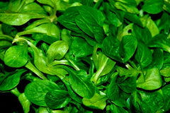 African Cabbage Seeds - 1100+ Ethiopian Cabbage Seeds (Cleome Gynandra) for Organic Gardening and Home Planting