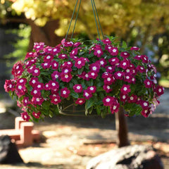 Vinca Seeds Set of 1000 - Sunsplash Burgundy GL - Catharanthus roseus - Non-Californian Shipping