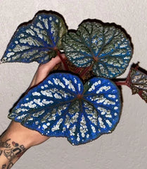 Begonia Rex Betsy 2" Pot 1-Leaf Low Maintenance Houseplant