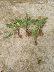 10 Dandelion Plants Bare Root | Wild Organic Heirloom Non-GMO | Taraxacum officinale | Edible Medicinal Herb | Detox & Pollinator Plant