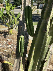 Lot of 2 Peruvian Apple Cereus Cactus Cuttings, 14" & 11" Tall, No Roots - Cereus repandus