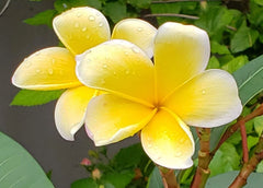 Yellow Plumeria Cuttings - Frangipani Plant Cuttings for Gardening - Plumeria rubra