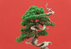 Black Spruce Bonsai Tree Seeds | 20 Seeds | Coniferous Variety | Picea mariana