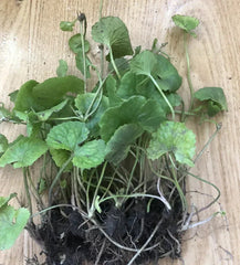 Pennywort Gotu Kola Live Plant - 10 Pieces Bare Root for Gardening - Hydrocotyle asiatica