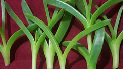 Live Ice Plant Cuttings 6 Pack, Coastal Pig Face Succulents, 3" to 4" Long, Delosperma Variety