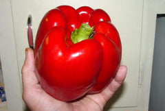 Giant Red Bell Pepper Seeds - 30+ Heirloom Organic Non-GMO Sweet Variety - Capsicum annuum
