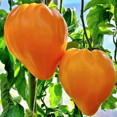 Orange Oxheart Tomato Seeds - 10+ Heirloom Organic Rare Seeds - Solanum lycopersicum