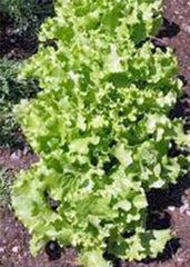 Lettuce Seed 1000 Count Grand Rapid Heirloom Leaf Lettuce Non-GMO (Lactuca sativa)