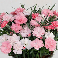 Dianthus Plants 2 Pack - Easy to Grow Everlast Pink to White - Dianthus chinensis
