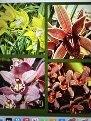 Cymbidium Orchid Seedling Bare Root - Choose from 8 Varieties - Ideal for Home or Garden - Cymbidium spp.