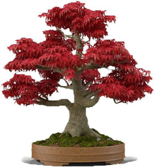 Bonsai Tree Seeds, 20+ Japanese Red Maple Seeds, Acer palmatum, Ideal for Bonsai Cultivation