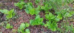 Bareroot Live Plant - Skunk Cabbage (Symplocarpus foetidus) - Freshly Picked Root Bulb