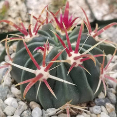 Devil's Tongue Cactus Plant - Ferocactus latispinus - Real Live Succulent - Unique Spines and Texture