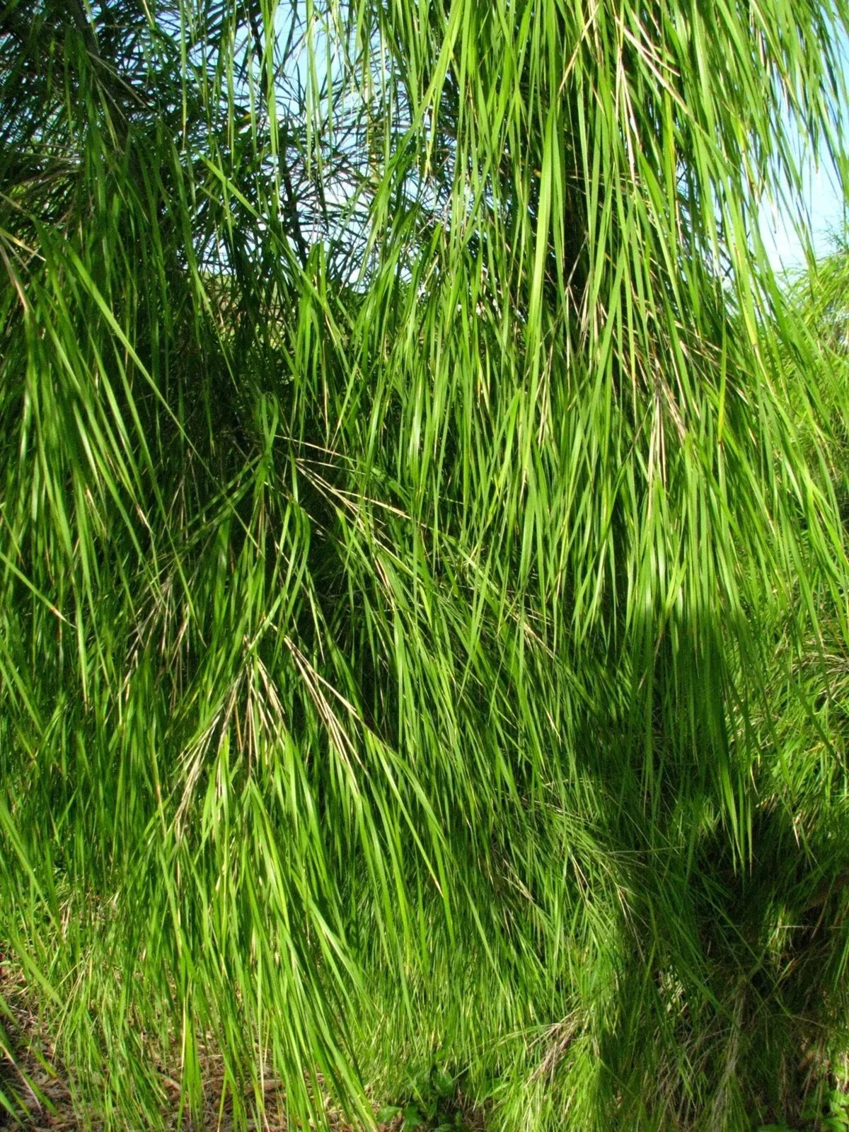 Mexican Weeping Bamboo Seeds - 100 Perennial Ornamental Seeds for Privacy - Phyllostachys nigra - US Seller