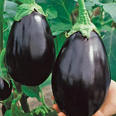 Black Beauty Eggplant Seeds - 200+ Heirloom Organic Non-GMO - Fresh Gardening Seeds (Solanum melongena)