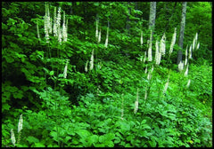 Wild Black Cohosh Bare Roots 10-Pack - Fresh Appalachian Actaea racemosa 2025