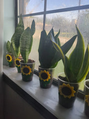 Snake Plant Cutting - Rooted Mother-In-Law Tongue - Sansevieria Live Plant