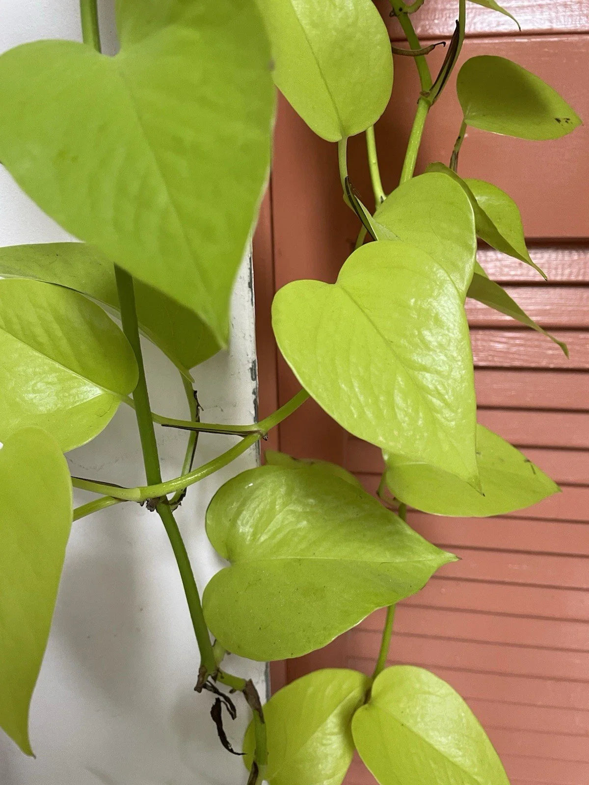 Neon Pothos Cuttings - 4 Fresh Cuttings, Lemon Lime Variety, Philodendron aureum