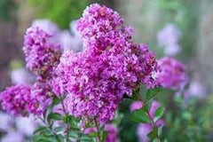 Royal Velvet Cape Myrtle Seeds - 20 Perennial Flower Seeds - Lagerstroemia indica - Vibrant Blooms for Garden