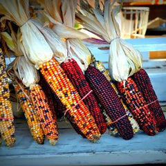 Indian Corn Seeds - Heirloom Non-GMO - 60+ Fresh Seeds - Zea Mays Everta