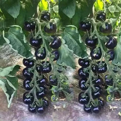 European Black Cherry Tomato Seeds - 100+ Heirloom, Non-GMO, Sweet, Rare - Perfect for Home Gardening