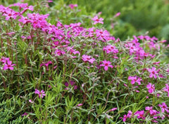 Gypsophila Seeds - 100 Pack - Rose Variety (Gypsophila Repens) - Flower Seeds - USA Seller