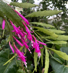 Disocactus x Vista Hermosa Cactus - Rare Gorgeous Hybrid - Temperature Tolerant Plant