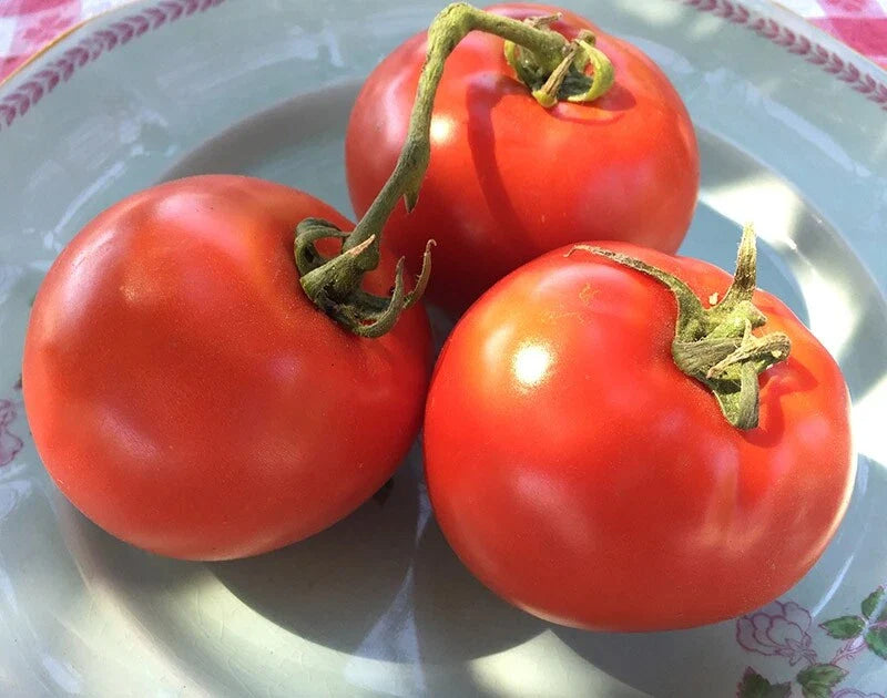 Homestead Tomato Seeds, 50 Count, Heirloom, Non-GMO, Lycopersicon esculentum