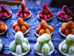 Edible Cactus Seeds 9 Pack - Harvesting & Recipe Guide - Opuntia (Prickly Pear) Fruit & Pads
