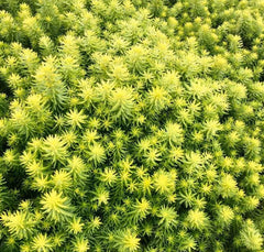 Sedum SunSparkler Angelina's Teacup Succulent Mat Ground Cover Plant - Stonecrop Plant (Sedum 'Angelina')