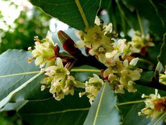 Laurus Nobilis Bay Leaf Laurel Tree Seeds - Rare Tropical Variety, Shipped with Tracking