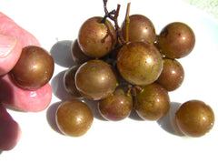 Muscadine Grape Seeds - 35 Seeds - Bronze Carlos Variety - Vitis rotundifolia