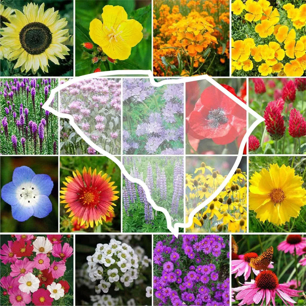 Native Sc Perennials Wildflower Seed Mix - South Carolina State Flower - 1000 Non-GMO Seeds ...