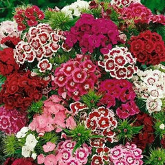 Sweet William Flower Seeds 300+ Mixed Multi-Color Scented - Dianthus barbatus - USA Free Shipping