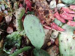 Mixed Lot Creeping Sedum Cuttings 30 Pieces & 4 Cactus Perennial Live Cuttings - Ideal for Garden, Landscapes, and Pots