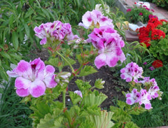 Pelargonium Cuttings 2 x 6" Stunning Purple & White Fancy Regal Geranium