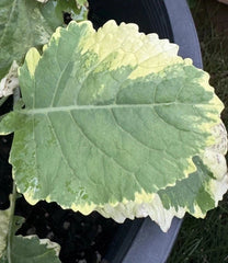 Tree Collards Cuttings - Kosmic Kale - Brassica Oleracea Var. Alboglabra - Organic Plant Propagation