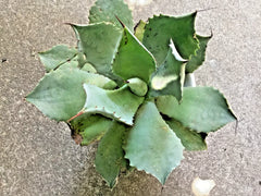 Agave Ovatifolia Succulent 5-6" Diameter Frosty Blue Rare Plant