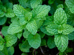Organic Garden Mint Bush, Bare Root Culinary Herb, Fresh Food Spices, Mentha spicata