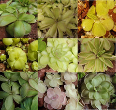 Carnivorous Butterwort Plant - Pinguicula Hybrids - Unique Insect-Eating Houseplant for Indoor Gardens