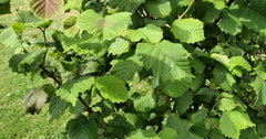American Hazelnut Tree Plants 12-18" Live Bareroot Set of 2 Corylus americana